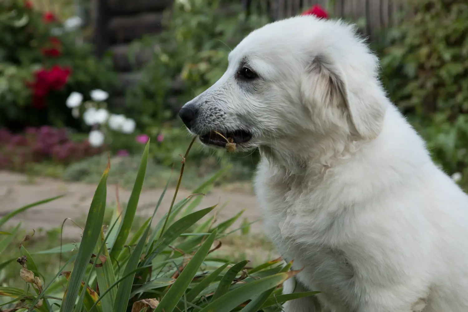 Einen Tatra-Schäferhund Welpen zu kaufen, bedeutet Verantwortung zu übernehmen! Tatra-Schäferhund Welpen kaufen.