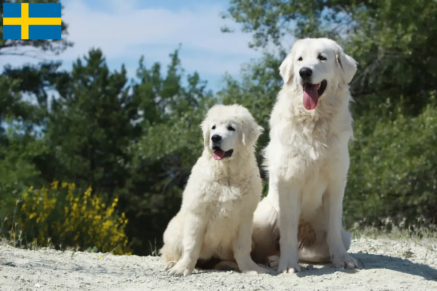 Tatra-Schäferhund Welpen und Züchter Schweden Hier findest Du Tatra-Schäferhunde Züchter in Schweden.