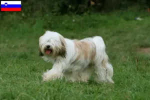 Mehr über den Artikel erfahren Tibet Terrier Züchter und Welpen in Slowenien