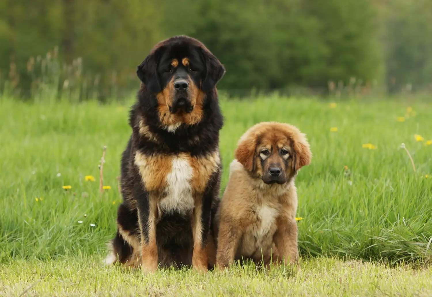Einen Tibetdogge Welpen zu kaufen, bedeutet Verantwortung zu übernehmen! Tibetdogge Welpen kaufen.