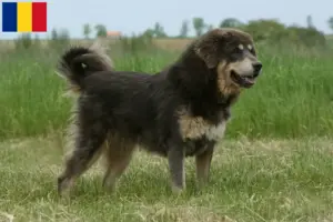 Mehr über den Artikel erfahren Tibetdogge Züchter und Welpen in Rumänien