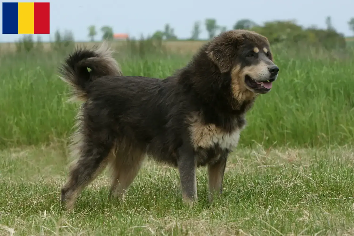 Tibetdogge Welpen und Züchter Rumänien Hier findest Du Tibetdoggen Züchter in Rumänien.