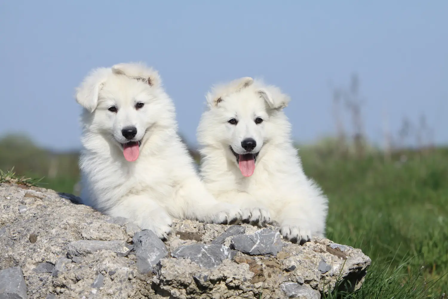 Einen Weißen Schweizer Schäferhund Welpen zu kaufen, bedeutet Verantwortung zu übernehmen! Weißer Schweizer Schäferhund Welpen kaufen.