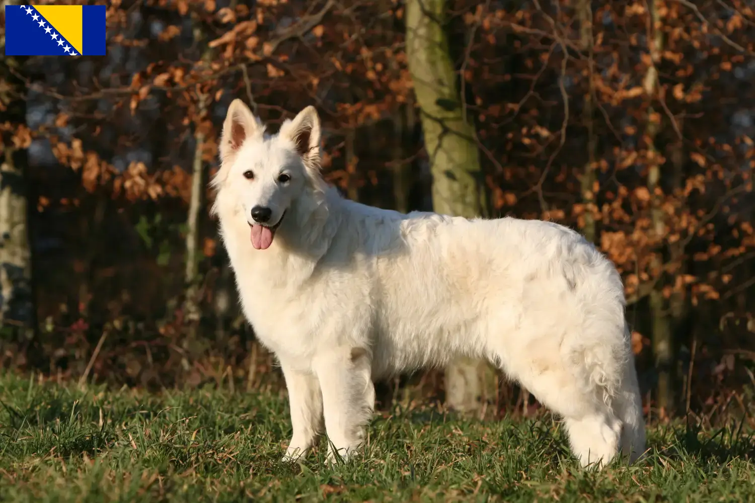 Weißer Schweizer Schäferhund Welpen und Züchter Bosnien und Herzegowina Hier findest Du Weiße Schweizer Schäferhunde Züchter in Bosnien und Herzegowina.