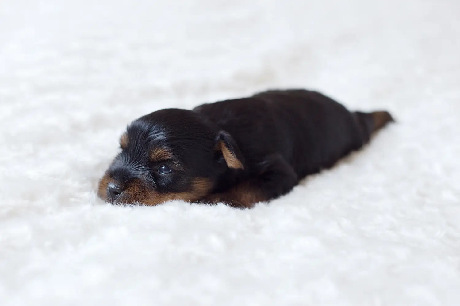 Einen Yorkshire Terrier Welpen zu kaufen, bedeutet Verantwortung zu übernehmen! Yorkshire Terrier Welpen kaufen.