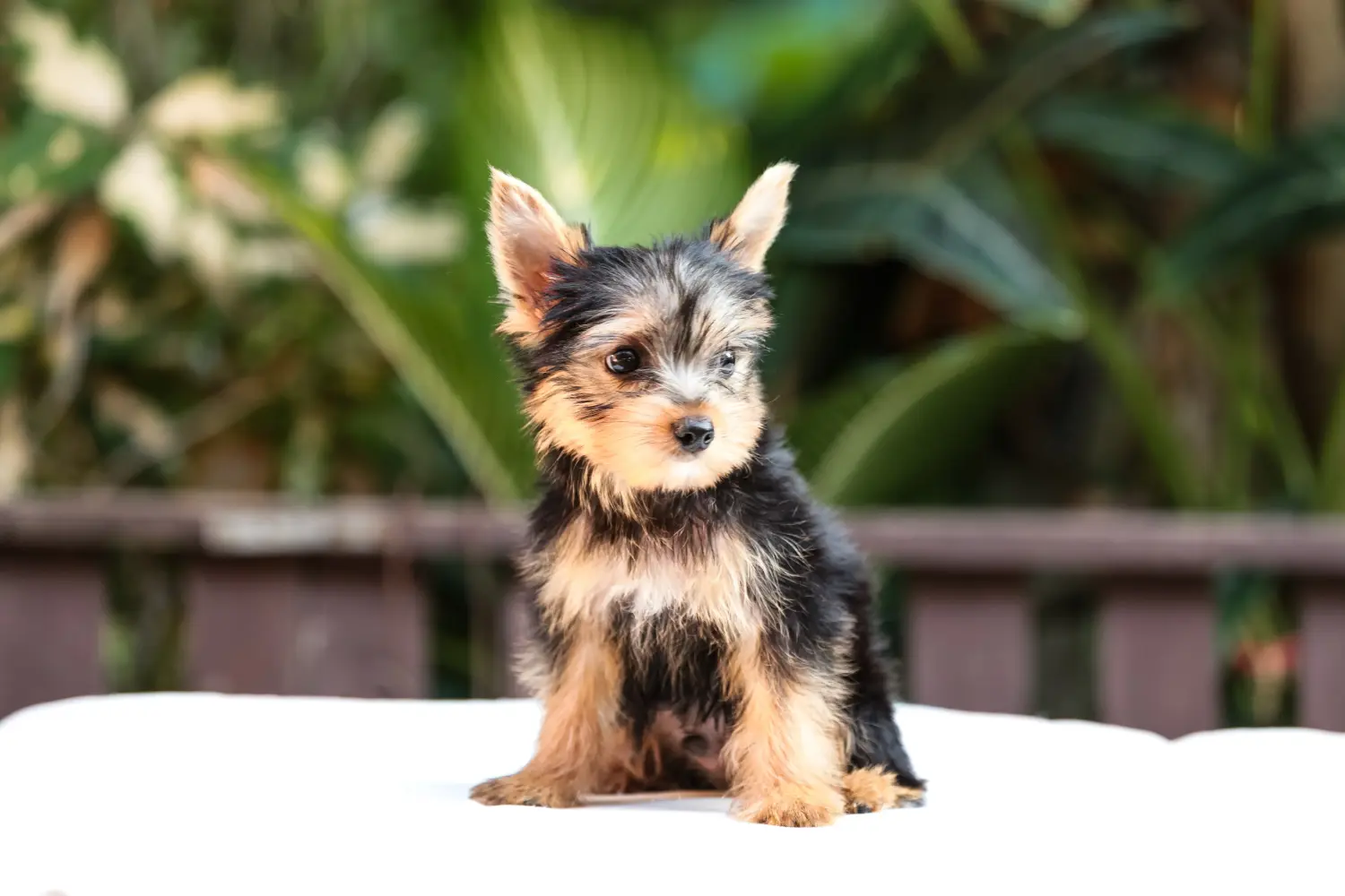 Einen Yorkshire Terrier Welpen zu kaufen, bedeutet Verantwortung zu übernehmen! Yorkshire Terrier Welpen kaufen.