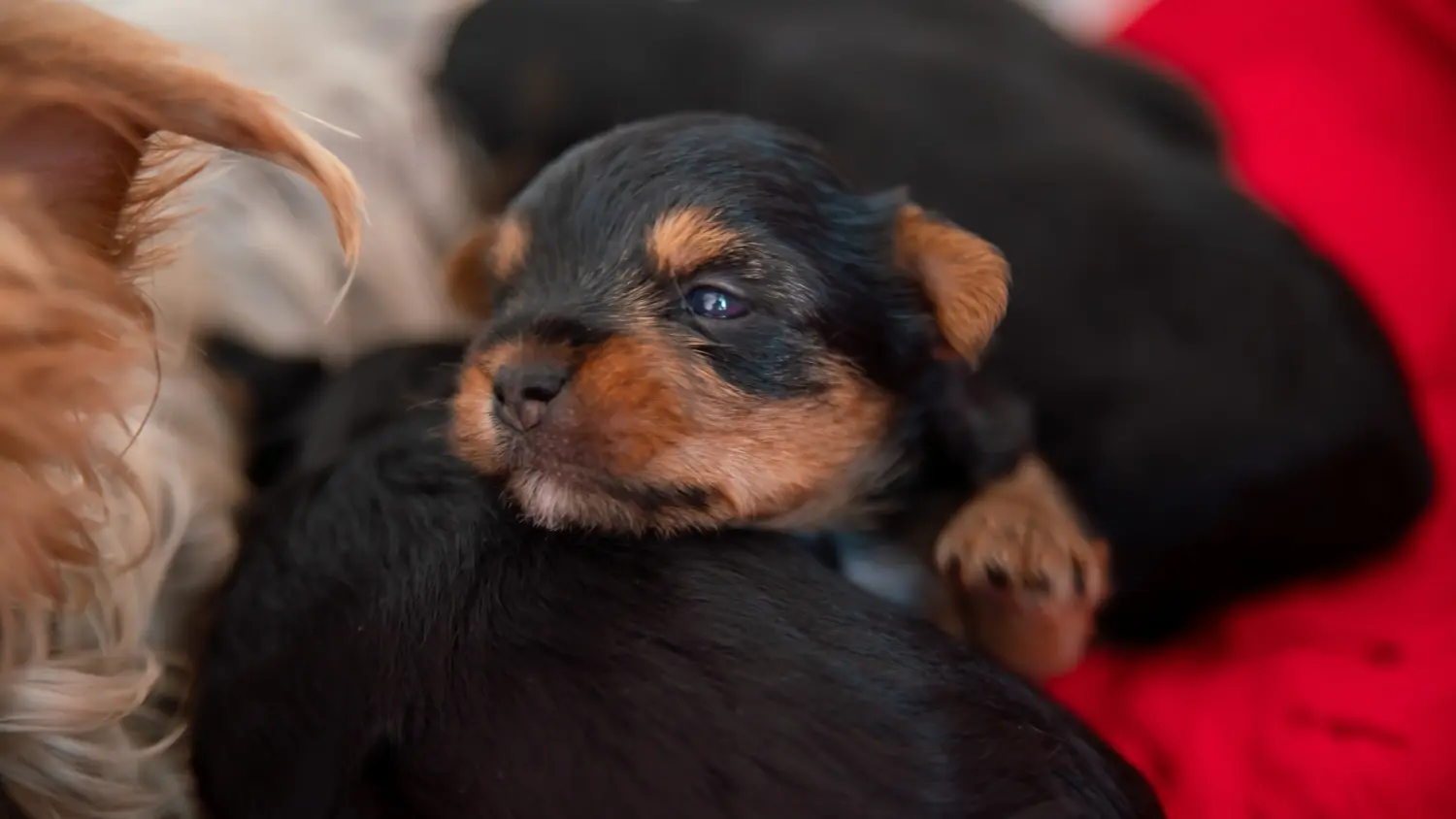 Einen Yorkshire Terrier Welpen zu kaufen, bedeutet Verantwortung zu übernehmen! Yorkshire Terrier Welpen kaufen.