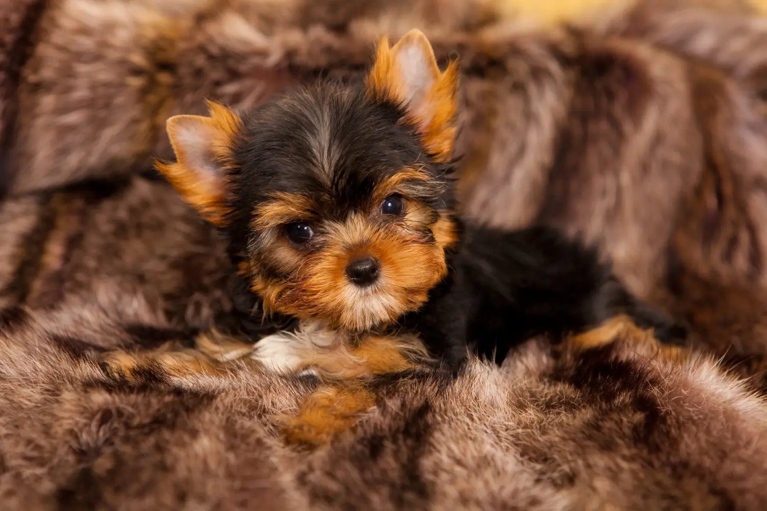 Einen Yorkshire Terrier Welpen zu kaufen, bedeutet Verantwortung zu übernehmen! Yorkshire Terrier Welpen kaufen.