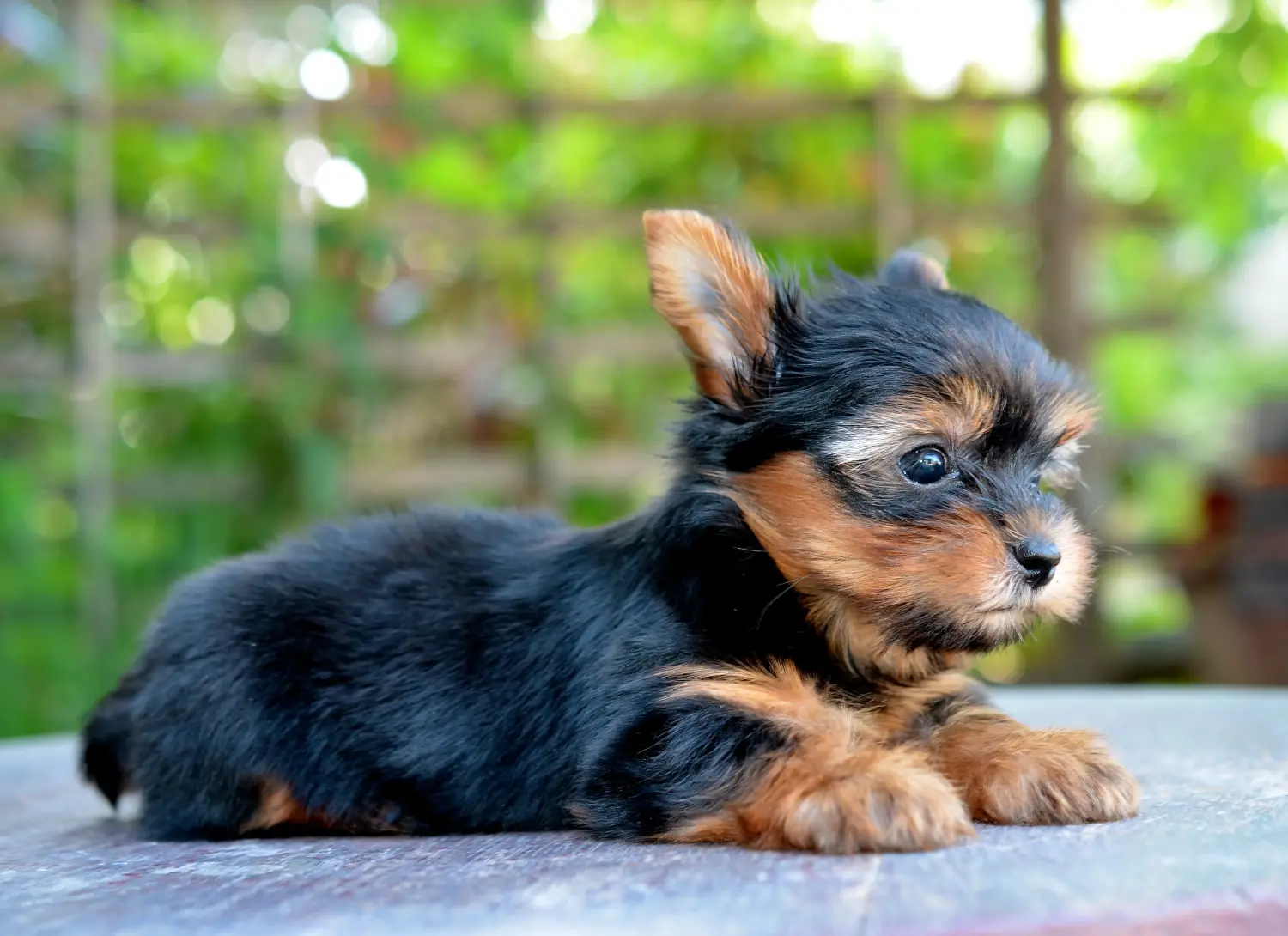 Einen Yorkshire Terrier Welpen zu kaufen, bedeutet Verantwortung zu übernehmen! Yorkshire Terrier Welpen kaufen.