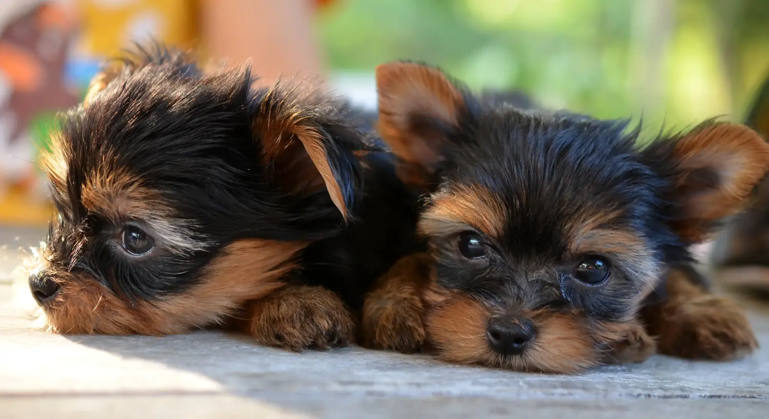 Einen Yorkshire Terrier Welpen zu kaufen, bedeutet Verantwortung zu übernehmen! Yorkshire Terrier Welpen kaufen.