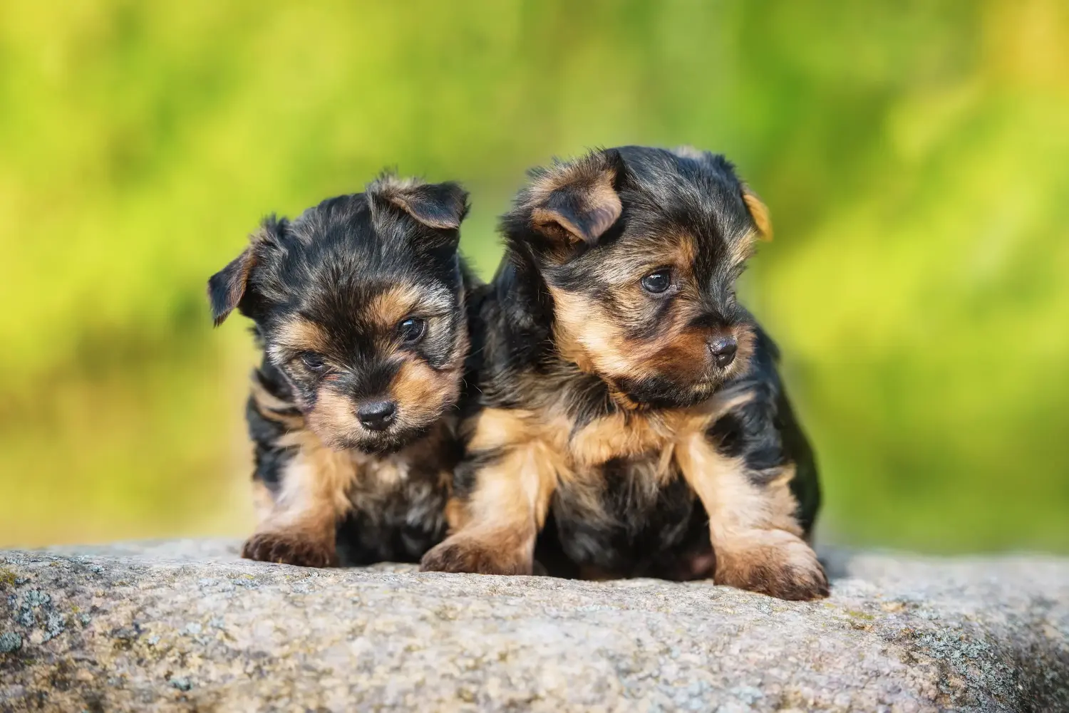 Einen Yorkshire Terrier Welpen zu kaufen, bedeutet Verantwortung zu übernehmen! Yorkshire Terrier Welpen kaufen.