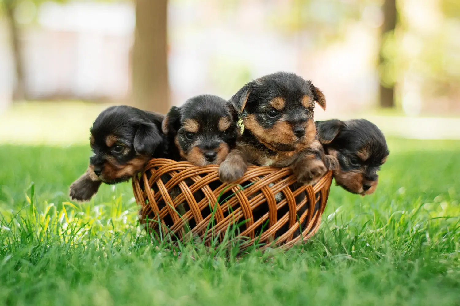 Einen Yorkshire Terrier Welpen zu kaufen, bedeutet Verantwortung zu übernehmen! Yorkshire Terrier Welpen kaufen.