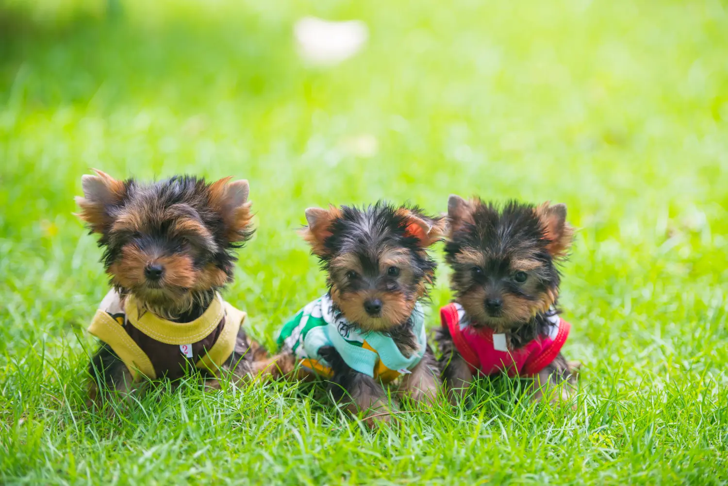 Einen Yorkshire Terrier Welpen zu kaufen, bedeutet Verantwortung zu übernehmen! Yorkshire Terrier Welpen kaufen.