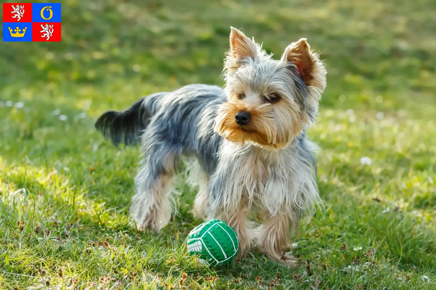 Yorkshire Terrier Welpen und Züchter Hradec Králové Hier findest Du Yorkshire Terrier Züchter in Hradec Králové.
