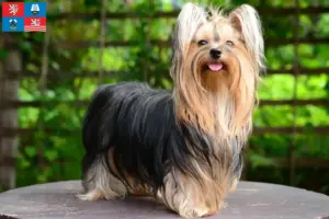 Mehr über den Artikel erfahren Yorkshire Terrier Züchter und Welpen in Karlsbad
