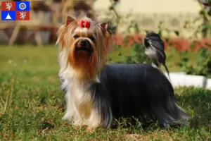 Mehr über den Artikel erfahren Yorkshire Terrier Züchter und Welpen in Liberec