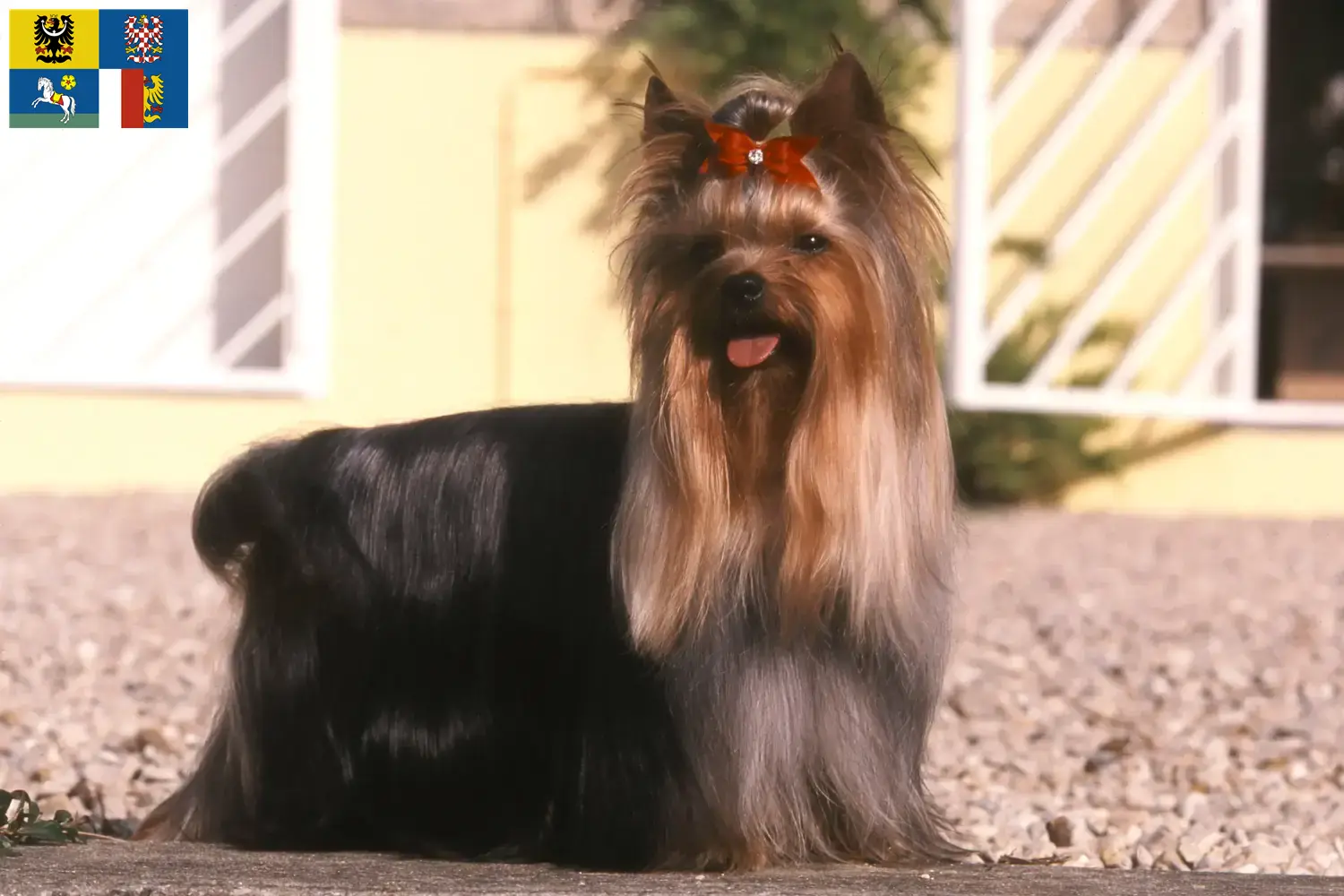 Yorkshire Terrier Welpen und Züchter Mähren-Schlesien Hier findest Du Yorkshire Terrier Züchter in Mähren-Schlesien.