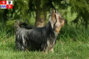 Mehr über den Artikel erfahren Yorkshire Terrier Züchter und Welpen in Mittelböhmen