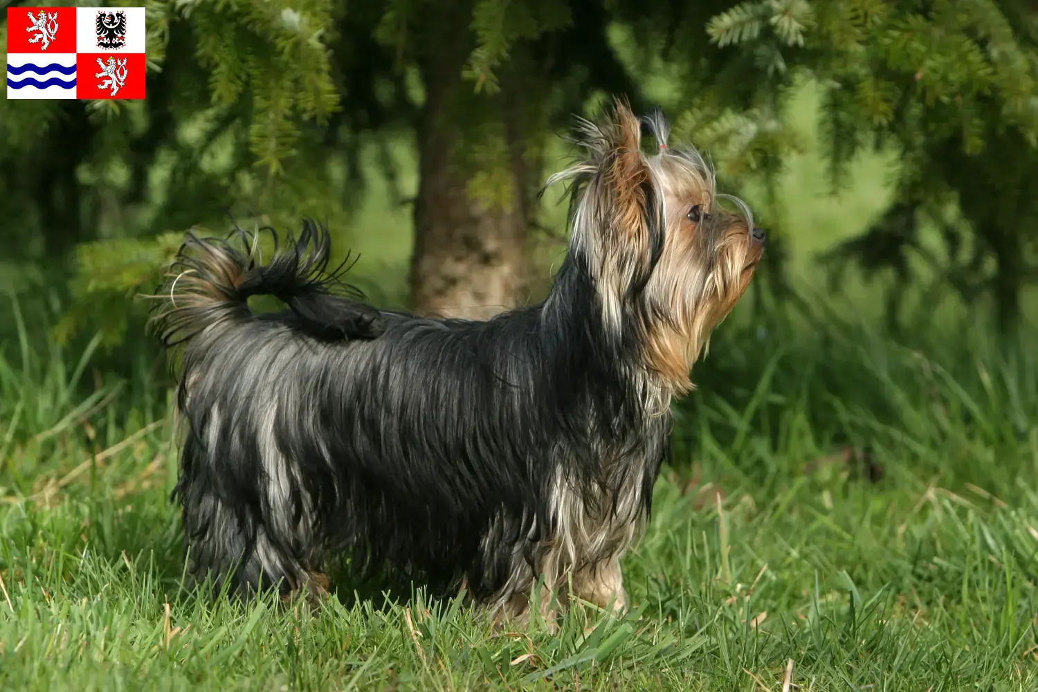 Yorkshire Terrier Welpen und Züchter Mittelböhmen Hier findest Du Yorkshire Terrier Züchter in Mittelböhmen.