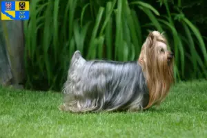 Mehr über den Artikel erfahren Yorkshire Terrier Züchter und Welpen in Olmütz