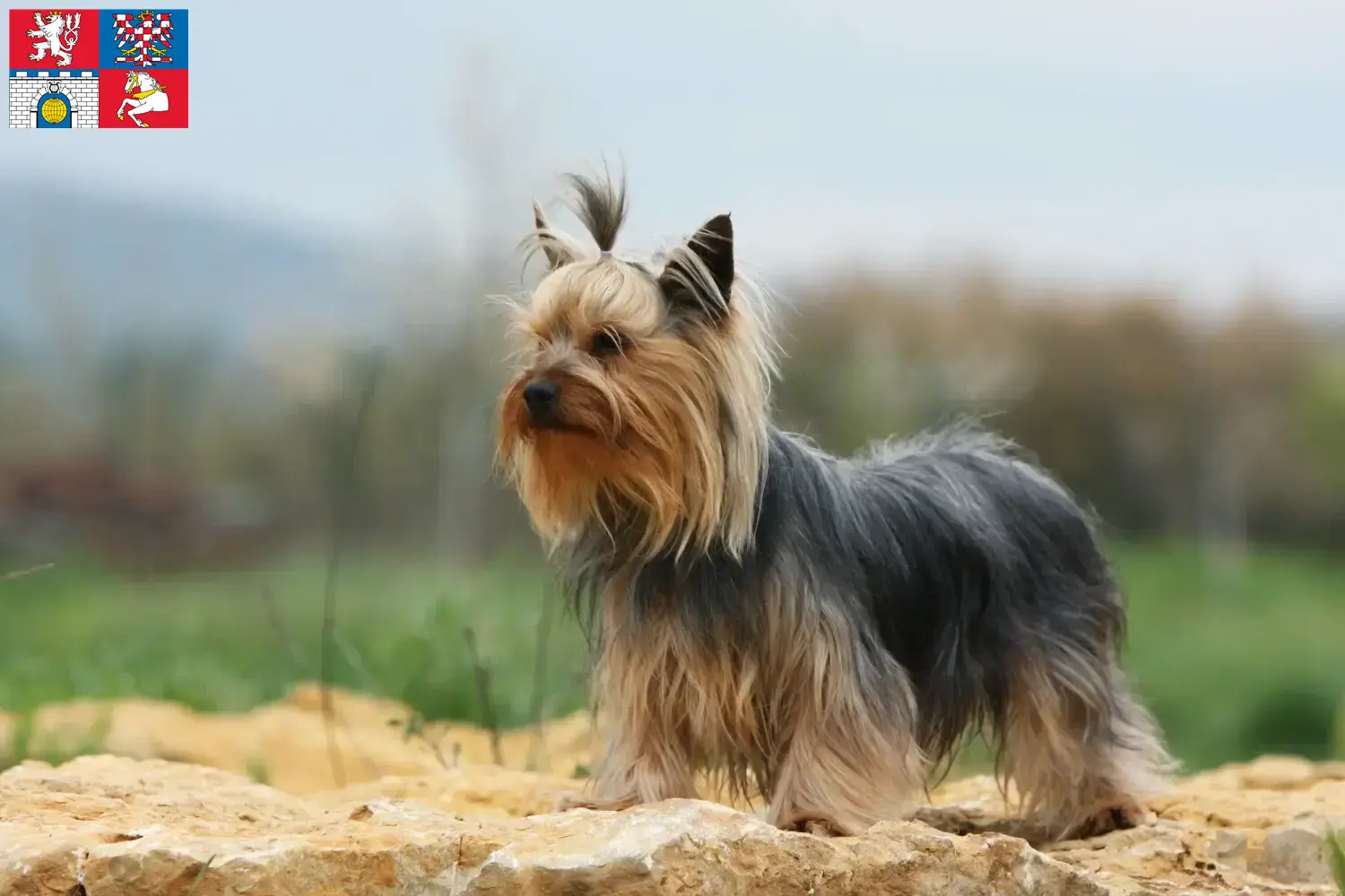Yorkshire Terrier Welpen und Züchter Pardubice Hier findest Du Yorkshire Terrier Züchter in Pardubice.