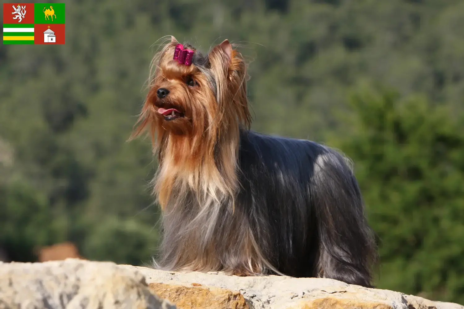 Yorkshire Terrier Welpen und Züchter Pilsen Hier findest Du Yorkshire Terrier Züchter in Pilsen.