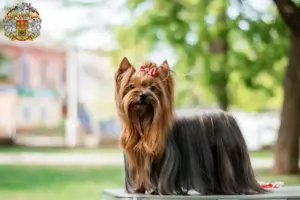 Mehr über den Artikel erfahren Yorkshire Terrier Züchter und Welpen in Prag