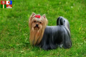 Mehr über den Artikel erfahren Yorkshire Terrier Züchter und Welpen in Südböhmen