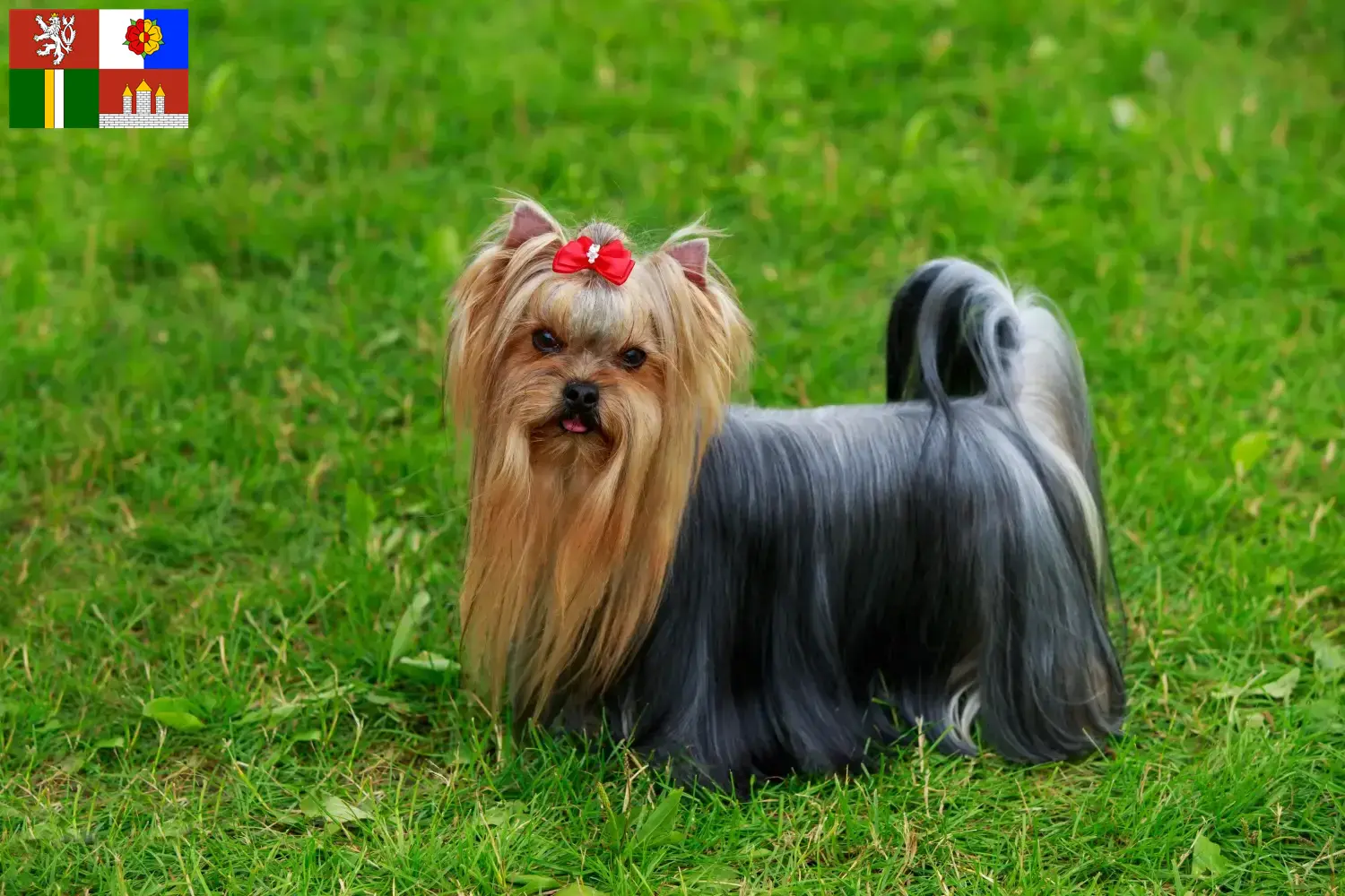 Yorkshire Terrier Welpen und Züchter Südböhmen Hier findest Du Yorkshire Terrier Züchter in Südböhmen.