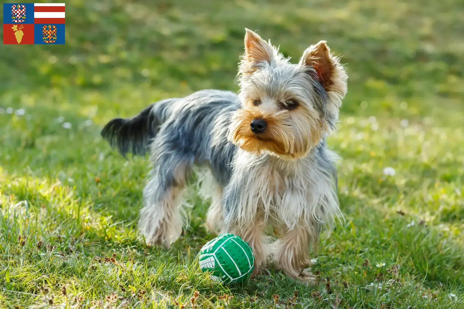 Yorkshire Terrier Welpen und Züchter Südmähren Hier findest Du Yorkshire Terrier Züchter in Südmähren.