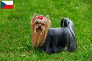 Mehr über den Artikel erfahren Yorkshire Terrier Züchter und Welpen in Tschechien