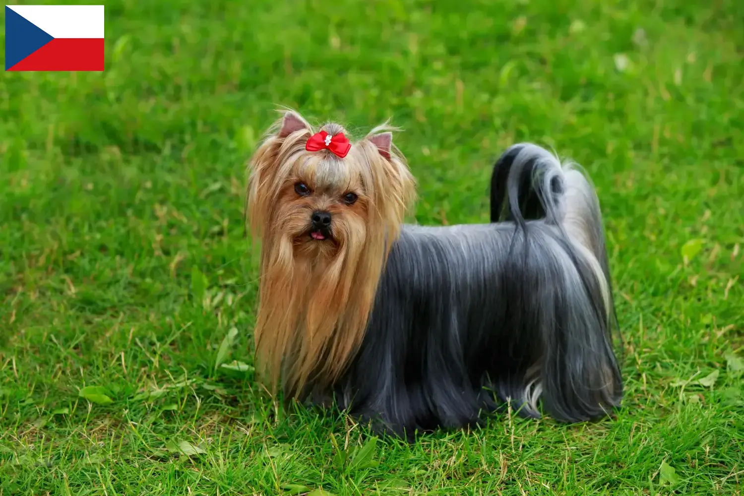 Yorkshire Terrier Welpen und Züchter Tschechien Hier findest Du Yorkshire Terrier Züchter in Tschechien.
