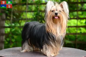 Mehr über den Artikel erfahren Yorkshire Terrier Züchter und Welpen in Ústí