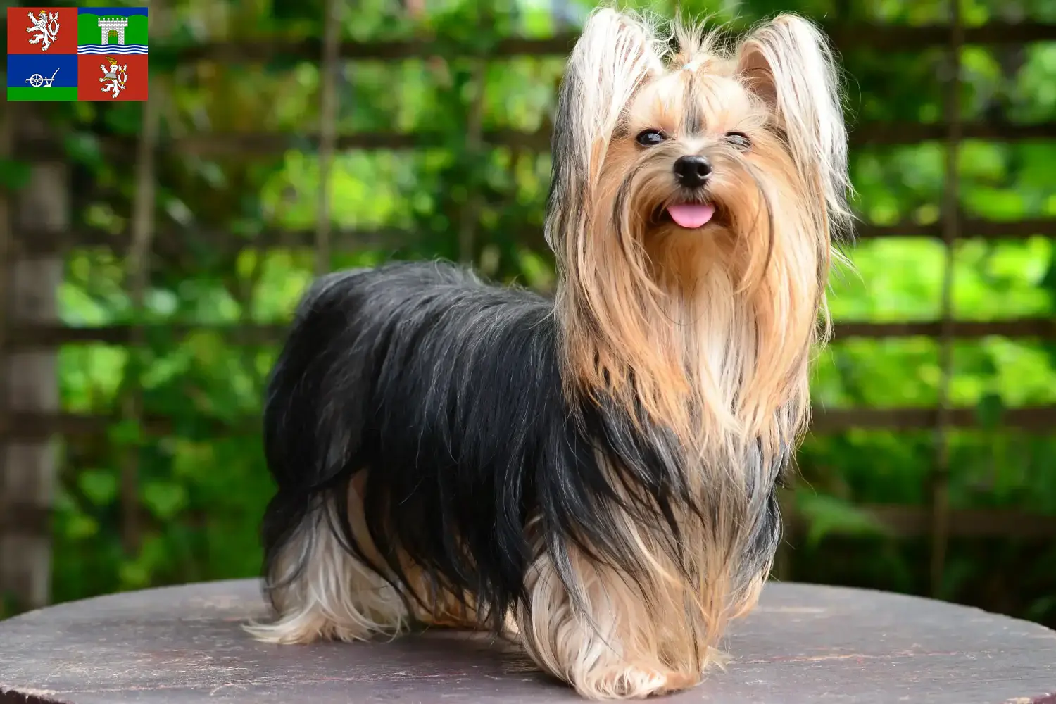 Yorkshire Terrier Welpen und Züchter Ústí Hier findest Du Yorkshire Terrier Züchter in Ústí.