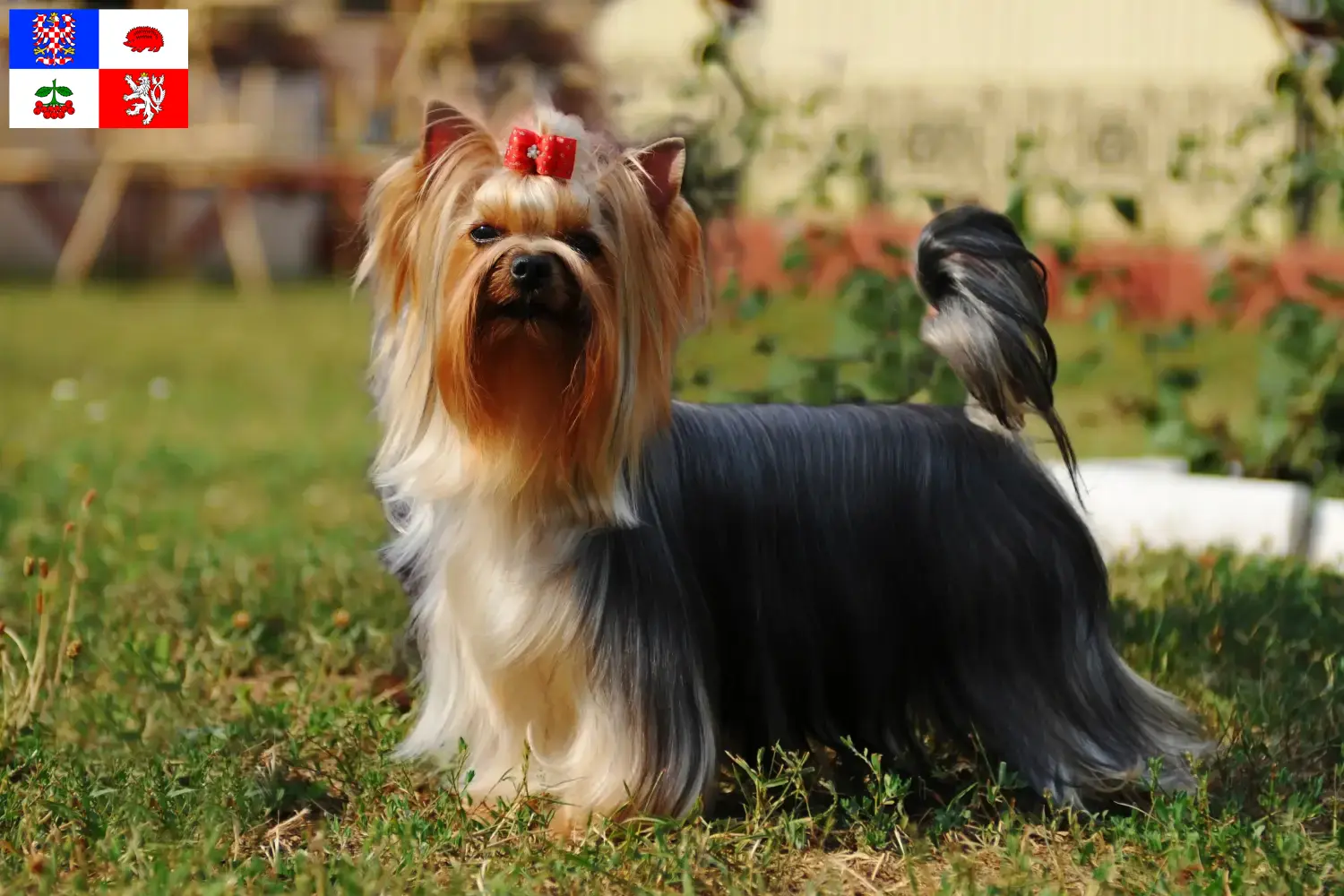 Yorkshire Terrier Welpen und Züchter Vysočina Hier findest Du Yorkshire Terrier Züchter in Vysočina.