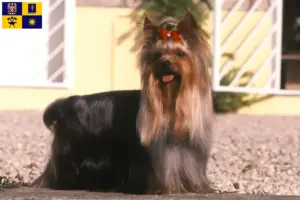 Mehr über den Artikel erfahren Yorkshire Terrier Züchter und Welpen in Zlín