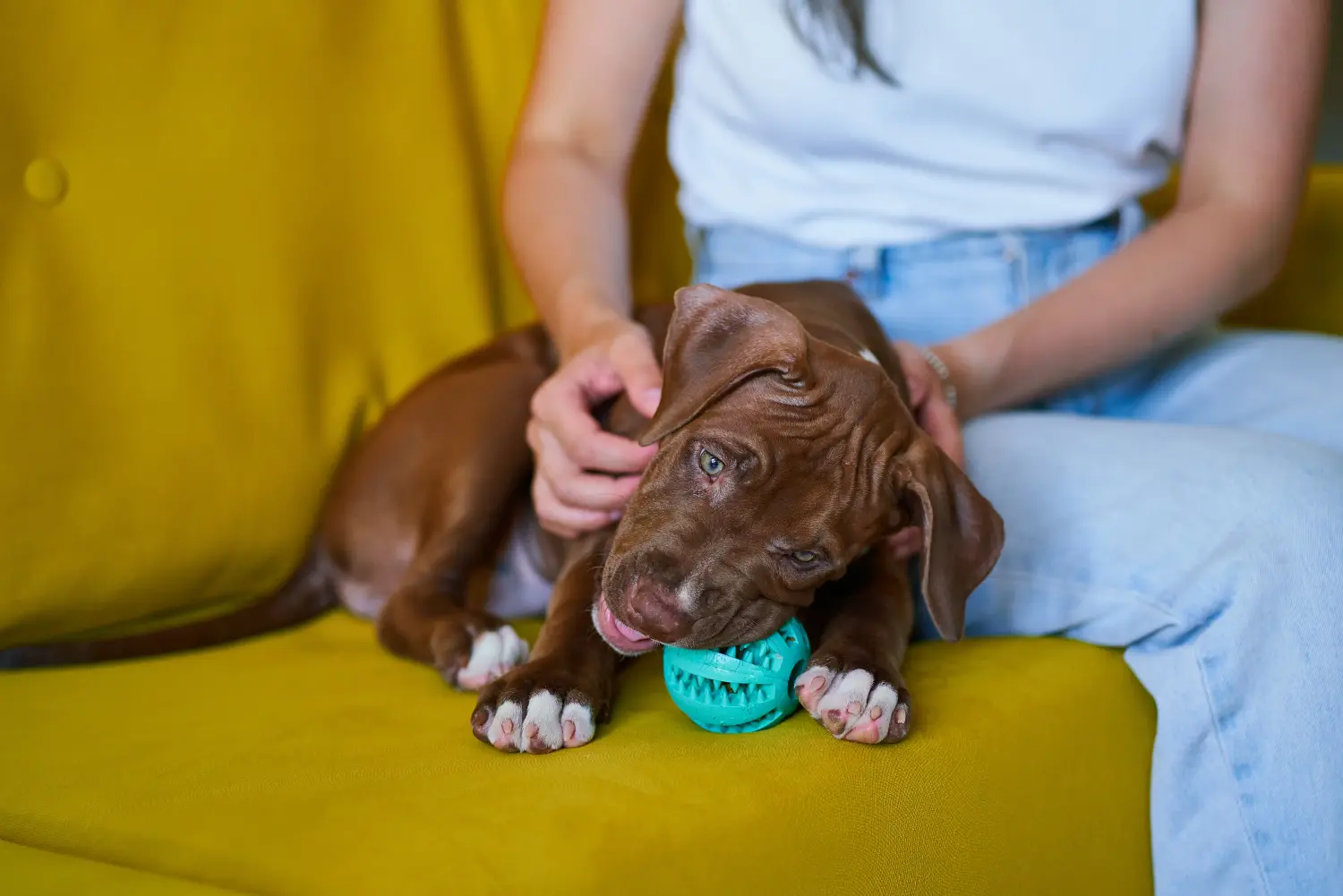 Einen American Pit Bull Terrier Welpen zu kaufen, bedeutet Verantwortung zu übernehmen! American Pit Bull Terrier Welpen kaufen.