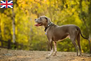 Mehr über den Artikel erfahren American Pit Bull Terrier Züchter und Welpen in Großbritannien