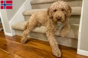 Mehr über den Artikel erfahren Australian Labradoodle Züchter und Welpen in Norwegen