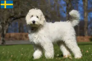 Mehr über den Artikel erfahren Australian Labradoodle Züchter und Welpen in Schweden
