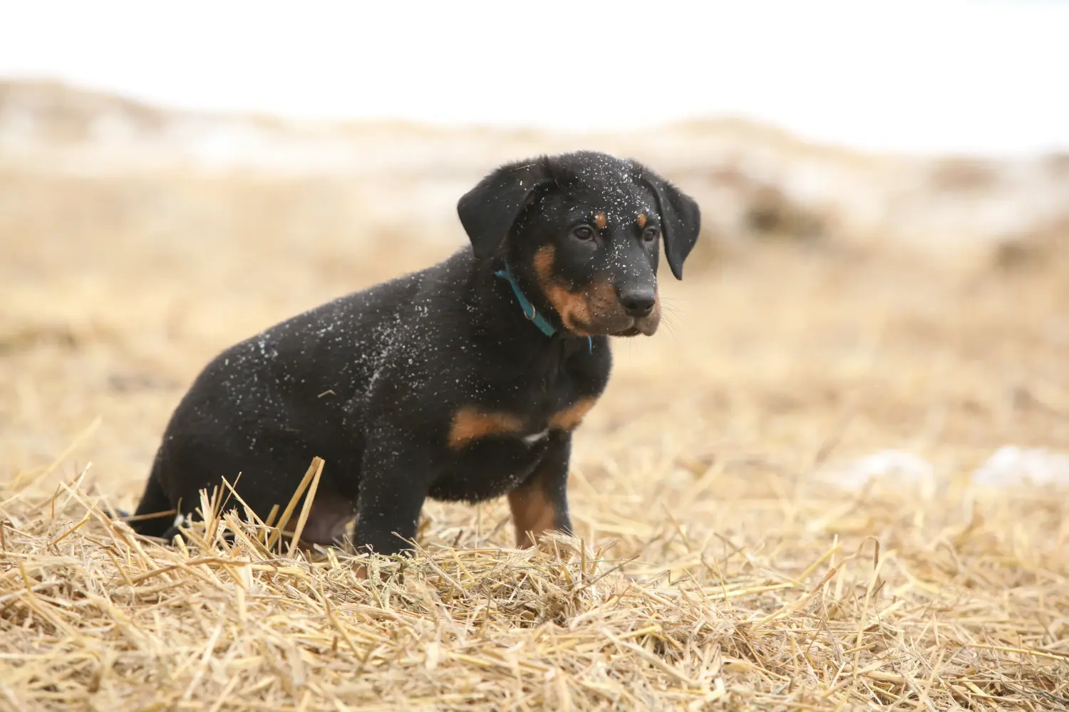Einen Beauceron Welpen zu kaufen, bedeutet Verantwortung zu übernehmen! Beauceron Welpen kaufen.
