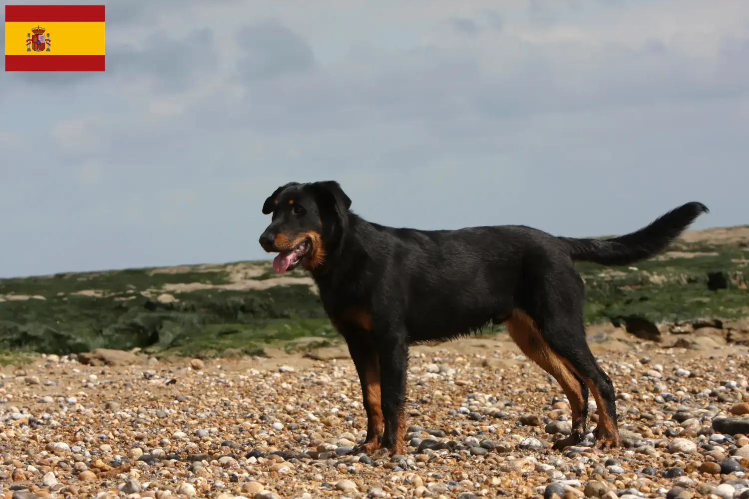 Beauceron Welpen und Züchter Spanien Hier findest Du Beaucerons Züchter in Spanien.