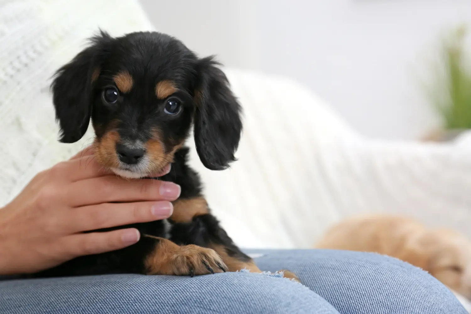Einen English Cocker Spaniel Welpen zu kaufen, bedeutet Verantwortung zu übernehmen! English Cocker Spaniel Welpen kaufen.