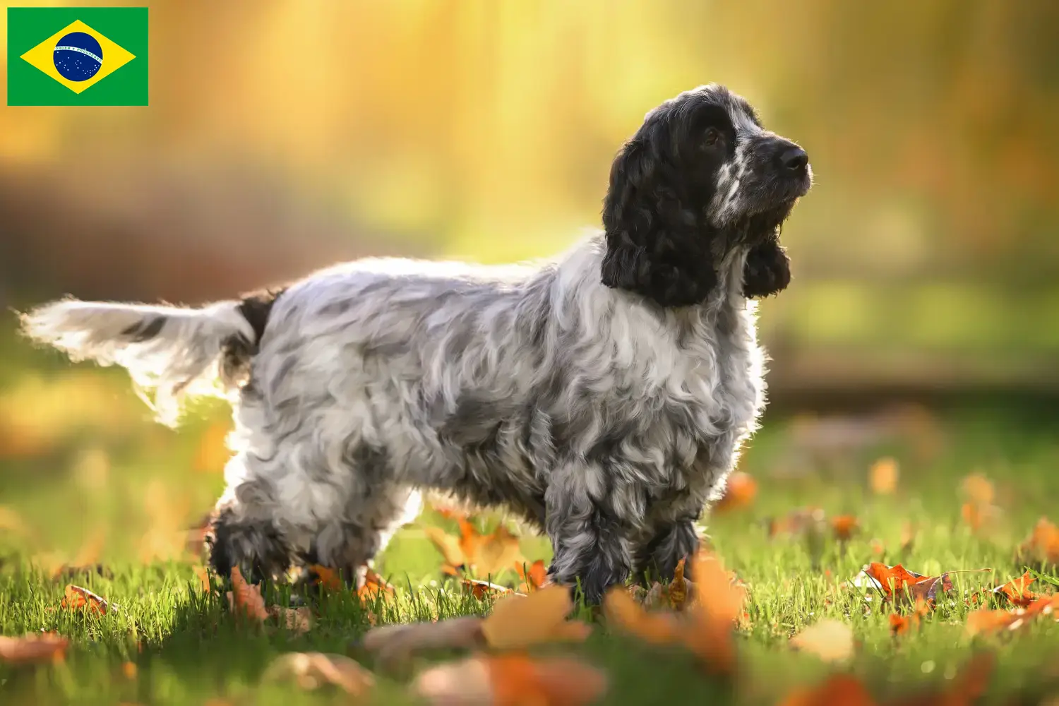 English Cocker Spaniel Welpen und Züchter Brasilien Hier findest Du English Cocker Spaniels Züchter in Brasilien.