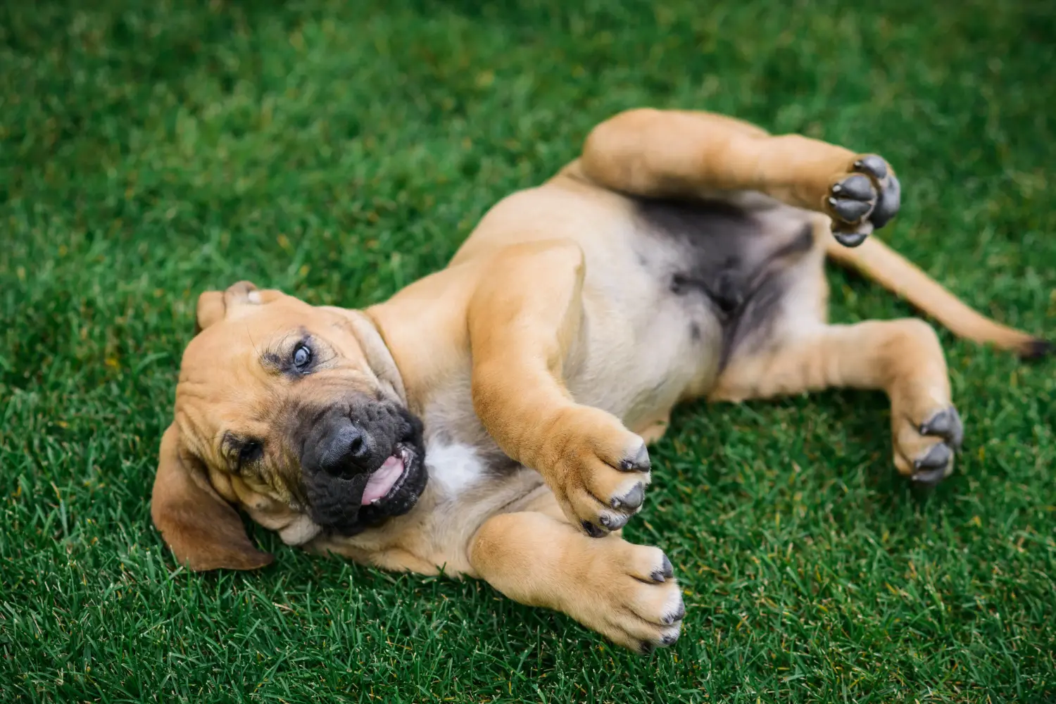 Einen Fila Brasileiro Welpen zu kaufen, bedeutet Verantwortung zu übernehmen! Fila Brasileiro Welpen kaufen.