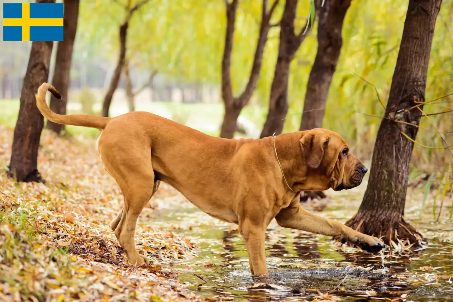 Fila Brasileiro Welpen und Züchter Schweden Hier findest Du Fila Brasileiros Züchter in Schweden.