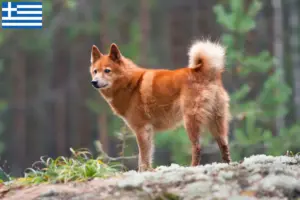 Mehr über den Artikel erfahren Finnenspitz Züchter und Welpen in Griechenland