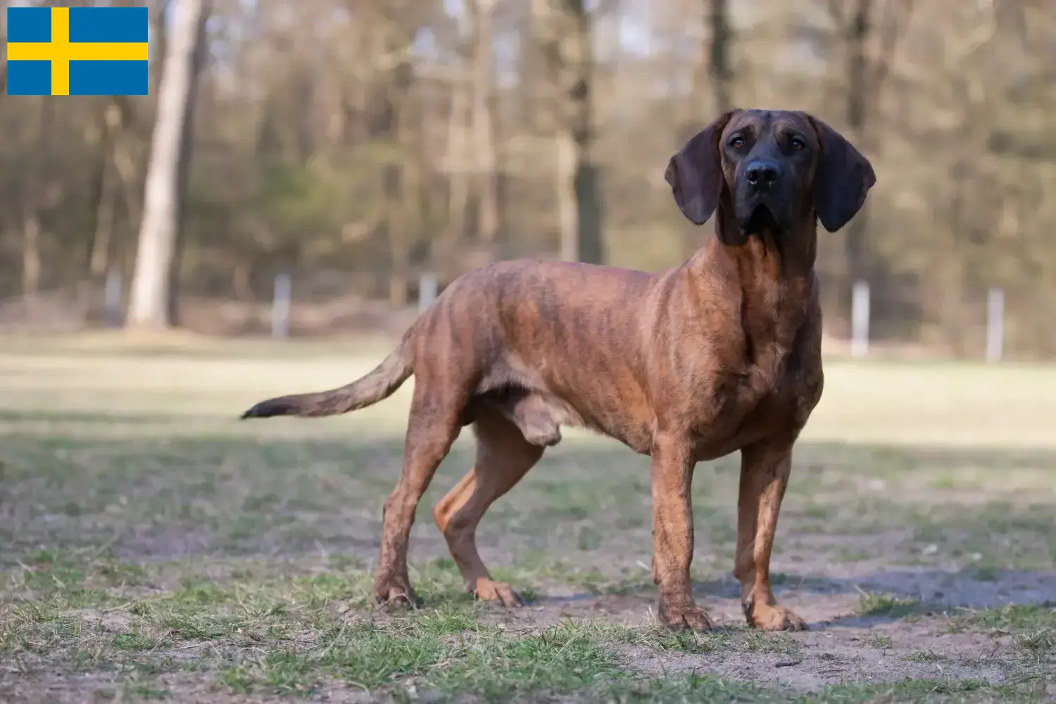 Hannoverscher Schweißhund Welpen und Züchter Schweden Hier findest Du Hannoversche Schweißhunde Züchter in Schweden.