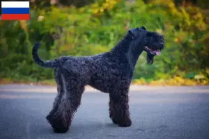 Mehr über den Artikel erfahren Kerry Blue Terrier Züchter und Welpen in Russland