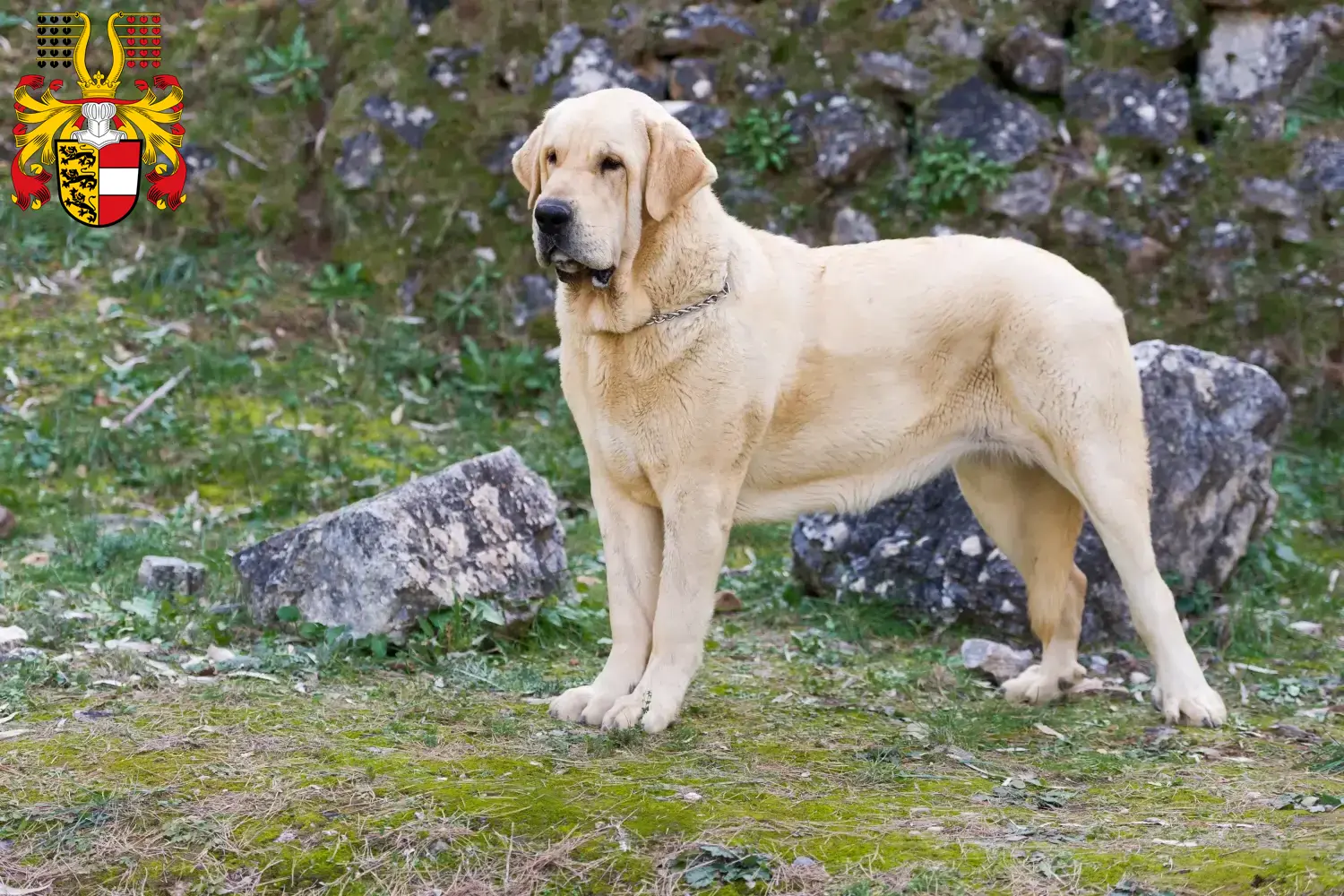 Mastín Español Welpen und Züchter Kärnten Hier findest Du Mastín Españols Züchter in Kärnten.